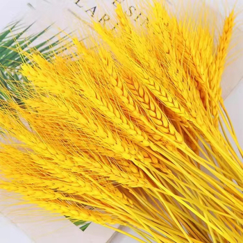 Клонки от пшеница — естествени изсушени цветя, пшенични колоски, без боядисване, за букет