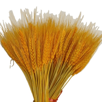 Клонки от пшеница — естествени изсушени цветя, пшенични колоски, без боядисване, за букет