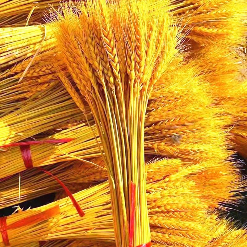 Клонки от пшеница — естествени изсушени цветя, пшенични колоски, без боядисване, за букет