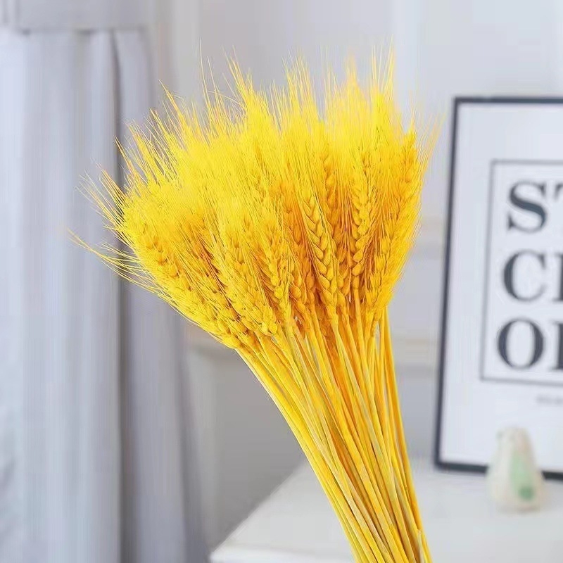 Клонки от пшеница — естествени изсушени цветя, пшенични колоски, без боядисване, за букет