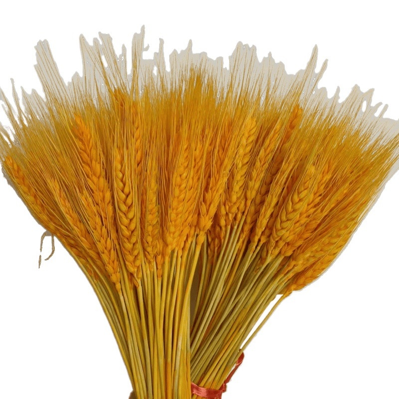Клонки от пшеница — естествени изсушени цветя, пшенични колоски, без боядисване, за букет