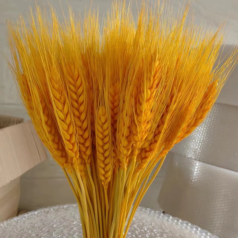 Клонки от пшеница — естествени изсушени цветя, пшенични колоски, без боядисване, за букет