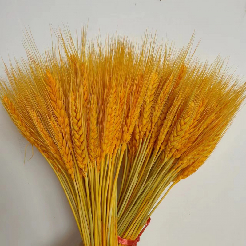 Клонки от пшеница — естествени изсушени цветя, пшенични колоски, без боядисване, за букет
