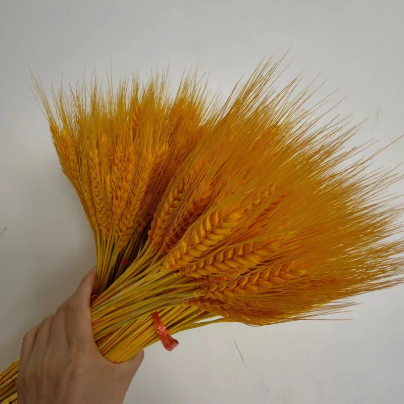 Клонки от пшеница — естествени изсушени цветя, пшенични колоски, без боядисване, за букет