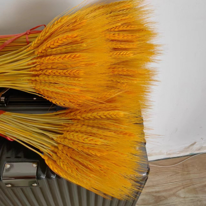 Клонки от пшеница — естествени изсушени цветя, пшенични колоски, без боядисване, за букет