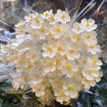 Букет сушени цветя с жилести листа, боядисани, за пакетчета