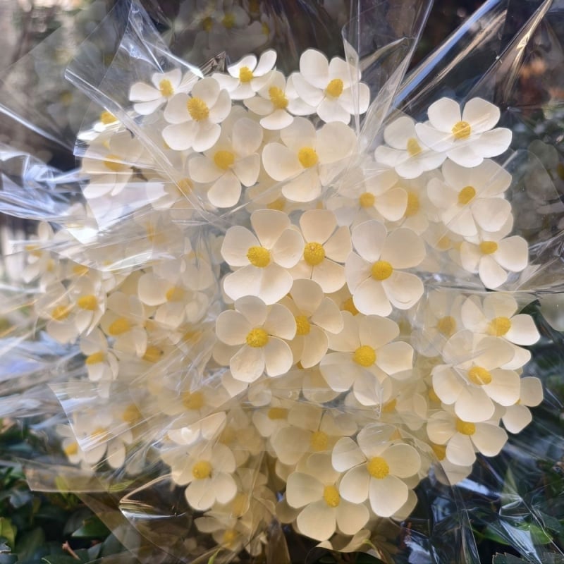 Букет сушени цветя с жилести листа, боядисани, за пакетчета