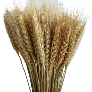 Szárított virágok zacskóba – festett, dekoratív száraz virágok