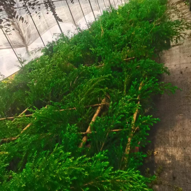 Sušeni buket cvijeća s višestrukim zlatnim lišćem, dekorativna kompozicija; Brend: Pair of flowers; Pakiranje: Opp vrećica; Namjena: poslovni darovi