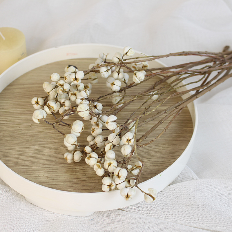 Сушени Umbrella Fruit клонки за стенна декорация, без багрила