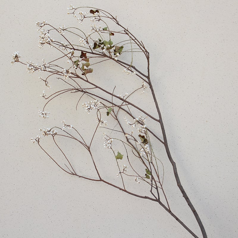 Сушени Umbrella Fruit клонки за стенна декорация, без багрила
