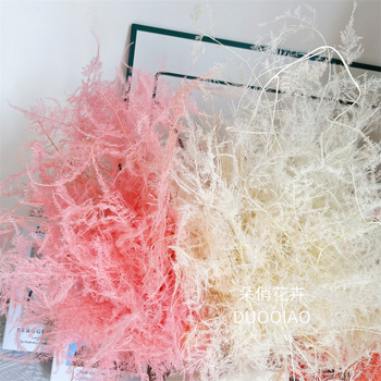 Висящо декоративно цвете, вечни цветя, сорт Аспарагус — Beautiful flowers