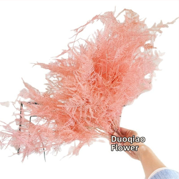 Висящо декоративно цвете, вечни цветя, сорт Аспарагус — Beautiful flowers