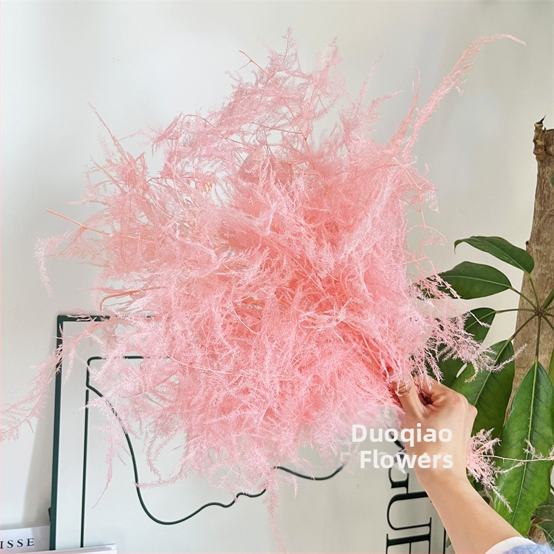 Nolaižama dekoratīvā puķe, mūžīgā puķe, Asparagus šķirne — Beautiful flowers