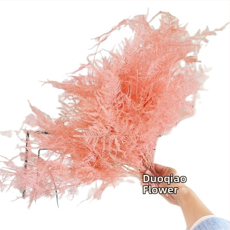 Nolaižama dekoratīvā puķe, mūžīgā puķe, Asparagus šķirne — Beautiful flowers