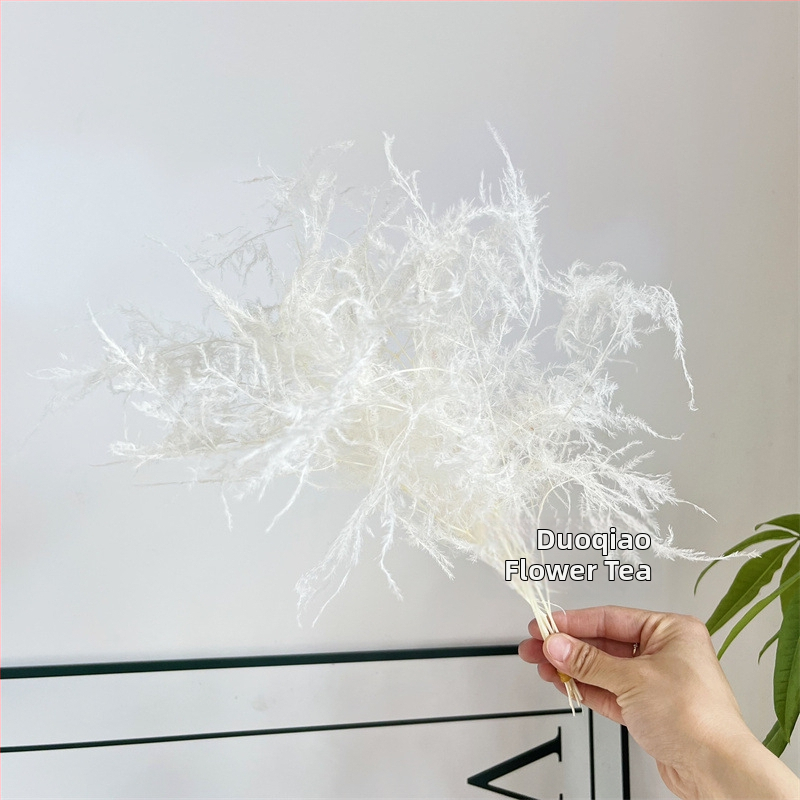 Висящо декоративно цвете, вечни цветя, сорт Аспарагус — Beautiful flowers