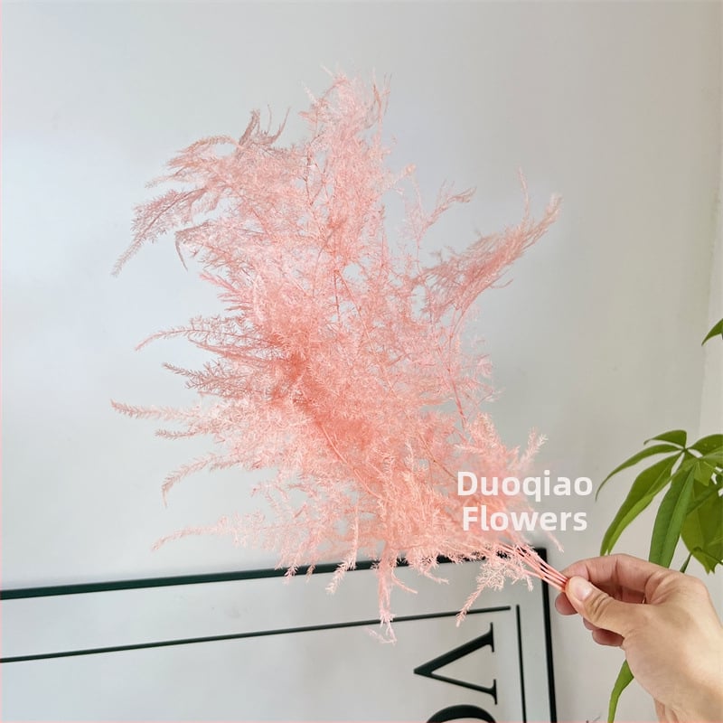 Висящо декоративно цвете, вечни цветя, сорт Аспарагус — Beautiful flowers