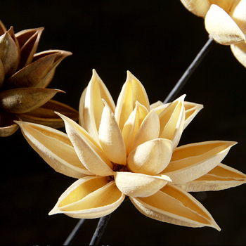 Szárított Bauhinia virág díszdarab — kínai zén stílusú vázadísz, kis csokor; Típus: Gyümölcs; Osztályozás: ragadós fű száraz virágai; Származik: Nem; Festett: Igen; Csomagolás: karton csomagolás