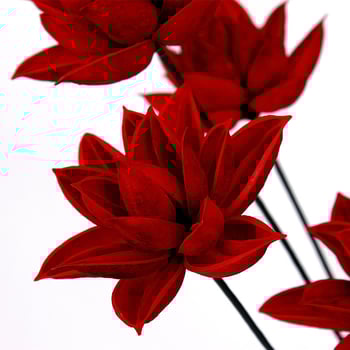 Szárított Bauhinia virág díszdarab — kínai zén stílusú vázadísz, kis csokor; Típus: Gyümölcs; Osztályozás: ragadós fű száraz virágai; Származik: Nem; Festett: Igen; Csomagolás: karton csomagolás