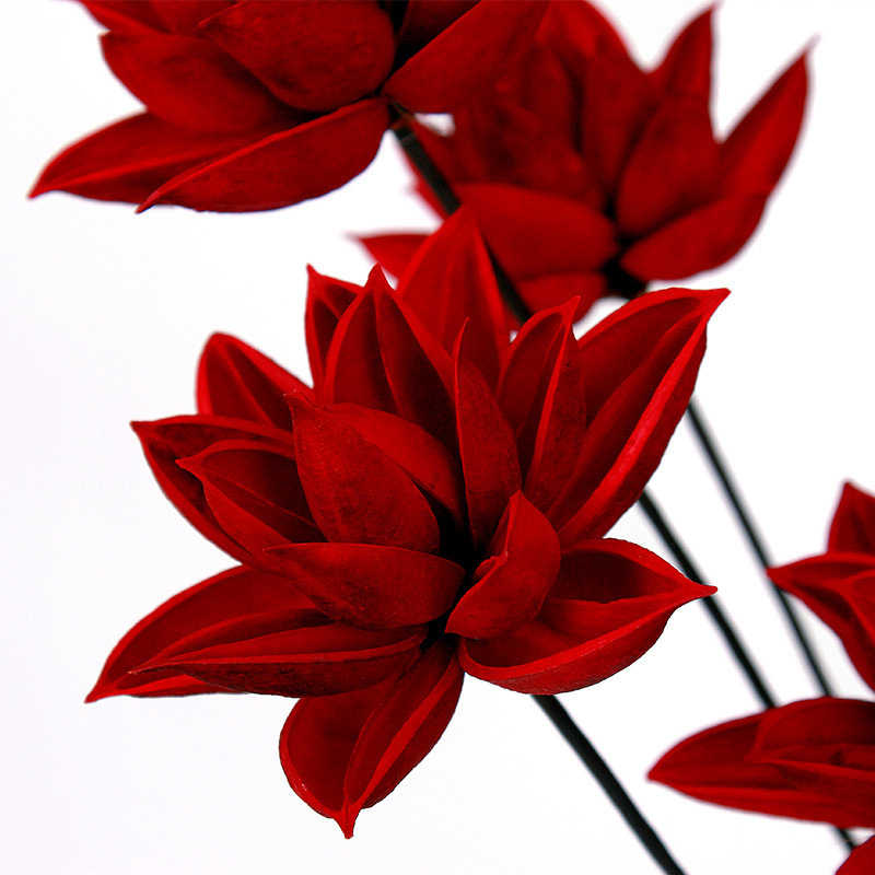 Szárított Bauhinia virág díszdarab — kínai zén stílusú vázadísz, kis csokor; Típus: Gyümölcs; Osztályozás: ragadós fű száraz virágai; Származik: Nem; Festett: Igen; Csomagolás: karton csomagolás