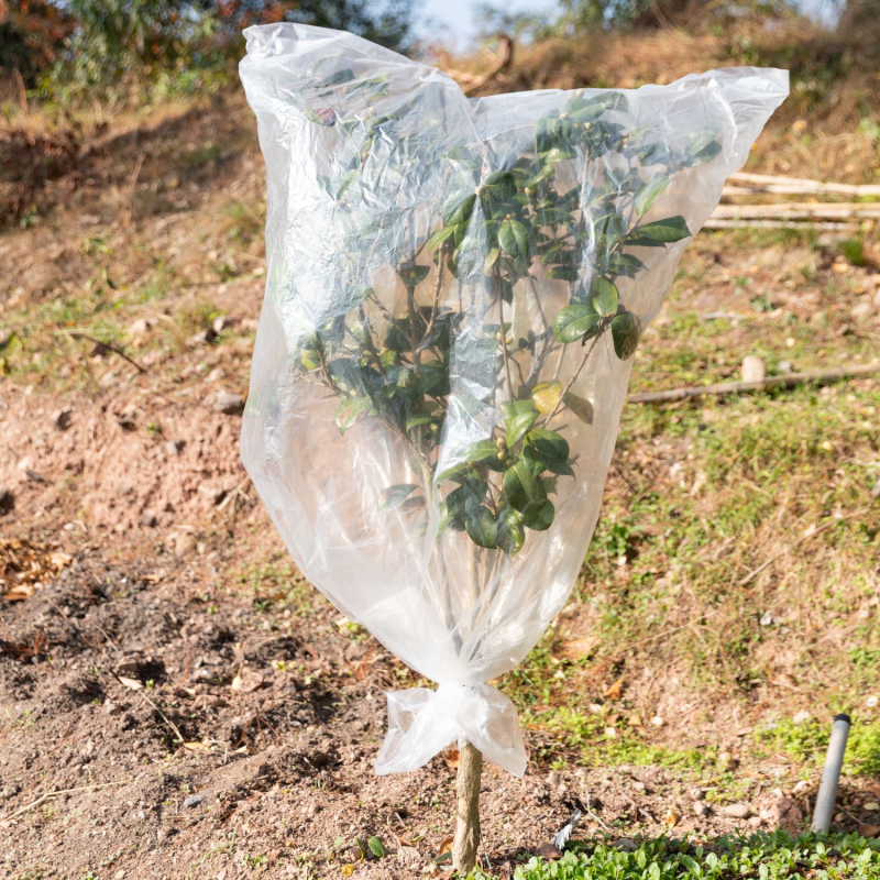Téli növényi védőfedél – átlátszó műanyag izolációs borítás gyümölcsfákhoz, zöld növényekhez és virágokhoz (por- és vízálló, fagyálló) – Living Together