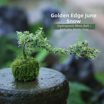Moss Ball Bonsai – Mikro peizažas su June Snow forma, lengvai auginama hidroponinė vidaus žalieji; Medžiaga: Other; Prekė: Other; Importuota: Ne