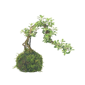 Moss Ball Bonsai – Mikro peizažas su June Snow forma, lengvai auginama hidroponinė vidaus žalieji; Medžiaga: Other; Prekė: Other; Importuota: Ne