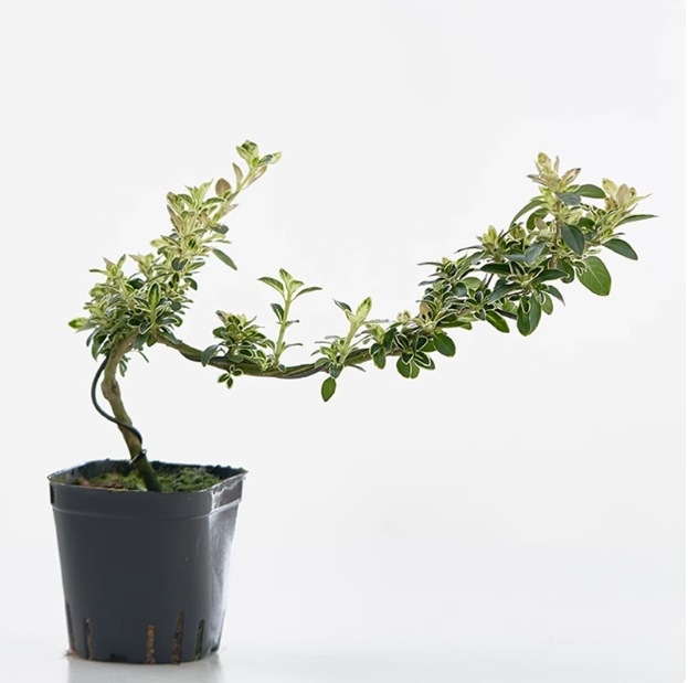 Moss Ball Bonsai – Mikro peizažas su June Snow forma, lengvai auginama hidroponinė vidaus žalieji; Medžiaga: Other; Prekė: Other; Importuota: Ne