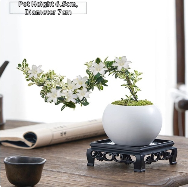 Moss Ball Bonsai – Mikro peizažas su June Snow forma, lengvai auginama hidroponinė vidaus žalieji; Medžiaga: Other; Prekė: Other; Importuota: Ne