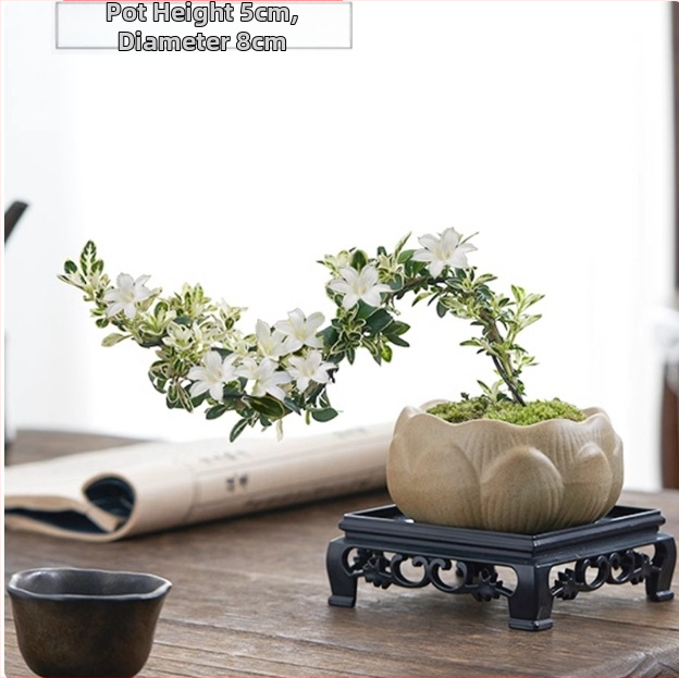 Moss Ball Bonsai – Mikro peizažas su June Snow forma, lengvai auginama hidroponinė vidaus žalieji; Medžiaga: Other; Prekė: Other; Importuota: Ne