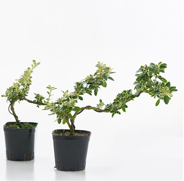 Moss Ball Bonsai – Mikro peizažas su June Snow forma, lengvai auginama hidroponinė vidaus žalieji; Medžiaga: Other; Prekė: Other; Importuota: Ne