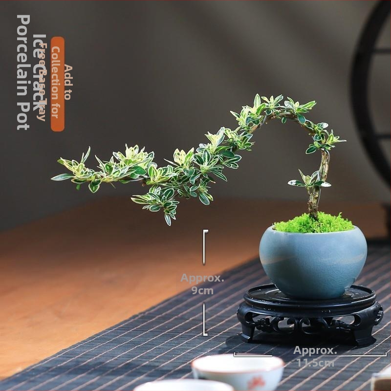 Moss Ball Bonsai – Mikro peizažas su June Snow forma, lengvai auginama hidroponinė vidaus žalieji; Medžiaga: Other; Prekė: Other; Importuota: Ne