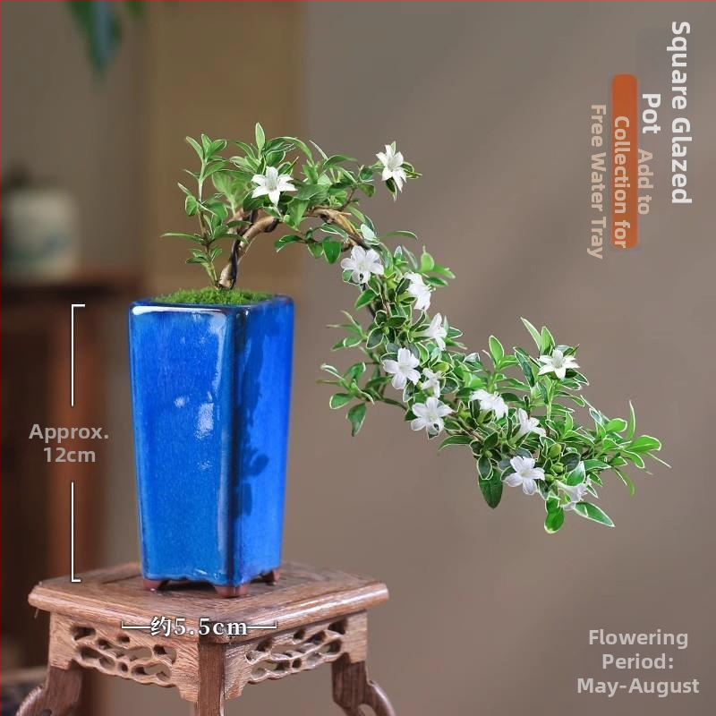 Moss Ball Bonsai – Mikro peizažas su June Snow forma, lengvai auginama hidroponinė vidaus žalieji; Medžiaga: Other; Prekė: Other; Importuota: Ne