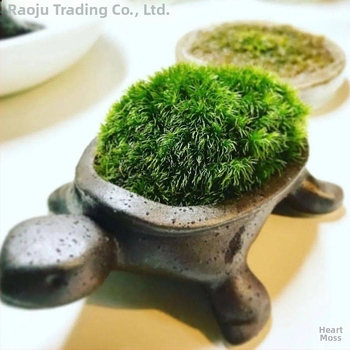 Мъхова микро‑ландшафтна декорация за террариум – Hair Moss, Velvet Moss; Бранд Xiaoju; Материал: магнитни материали; Приложение: наземни резервоари