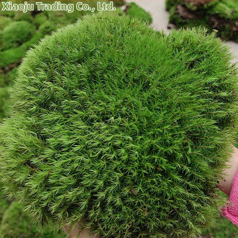 Мъхова микро‑ландшафтна декорация за террариум – Hair Moss, Velvet Moss; Бранд Xiaoju; Материал: магнитни материали; Приложение: наземни резервоари