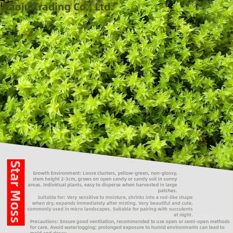 Мъхова микро‑ландшафтна декорация за террариум – Hair Moss, Velvet Moss; Бранд Xiaoju; Материал: магнитни материали; Приложение: наземни резервоари