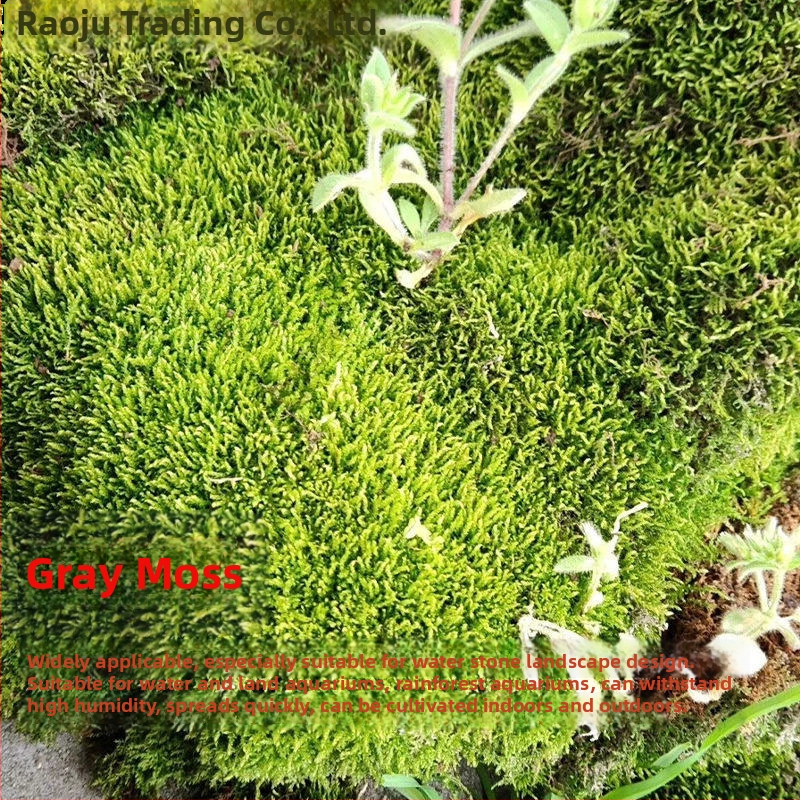 Мъхова микро‑ландшафтна декорация за террариум – Hair Moss, Velvet Moss; Бранд Xiaoju; Материал: магнитни материали; Приложение: наземни резервоари