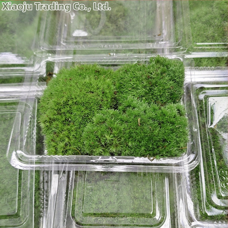 Мъхова микро‑ландшафтна декорация за террариум – Hair Moss, Velvet Moss; Бранд Xiaoju; Материал: магнитни материали; Приложение: наземни резервоари