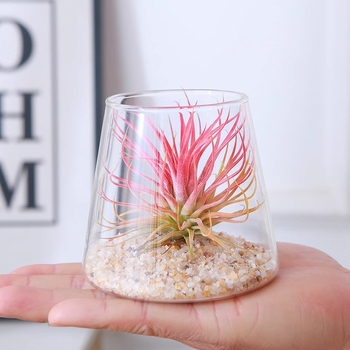 Plantă Air Pineapple – fără sol, plantă de birou, ușor de întreținut, micro peisaj minimalist modern
