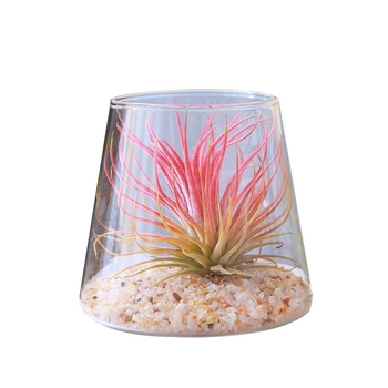 Plantă Air Pineapple – fără sol, plantă de birou, ușor de întreținut, micro peisaj minimalist modern