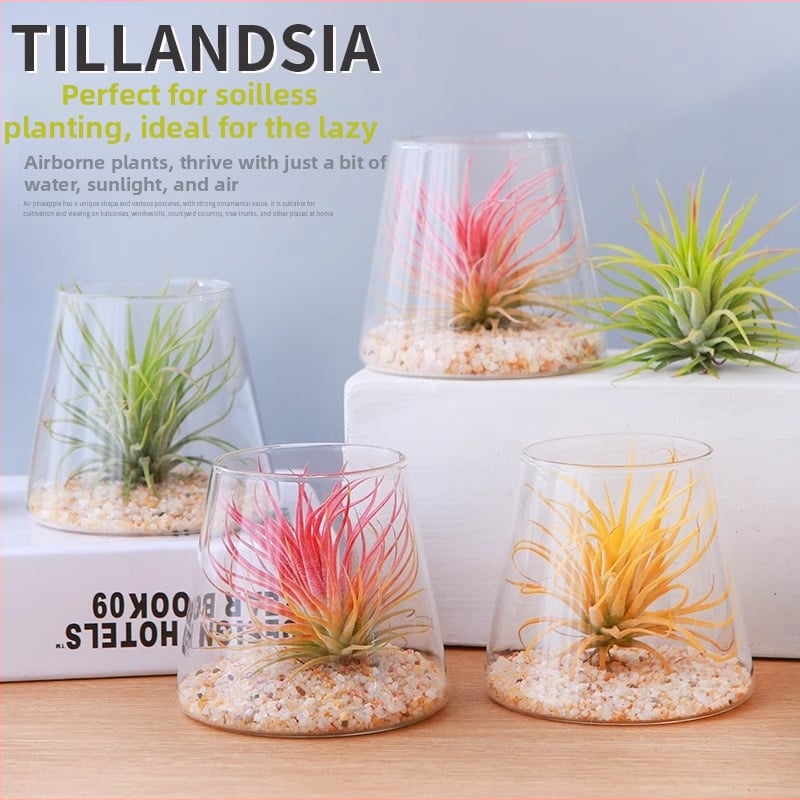 Plantă Air Pineapple – fără sol, plantă de birou, ușor de întreținut, micro peisaj minimalist modern