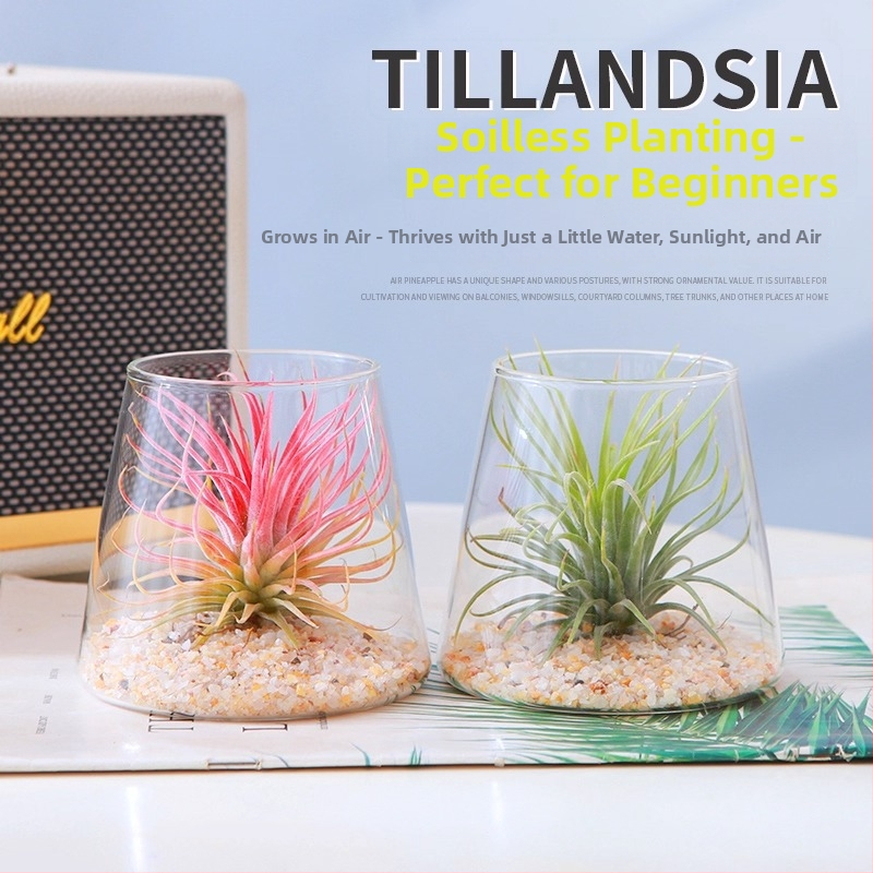 Plantă Air Pineapple – fără sol, plantă de birou, ușor de întreținut, micro peisaj minimalist modern