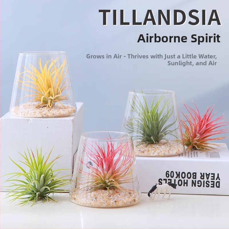 Plantă Air Pineapple – fără sol, plantă de birou, ușor de întreținut, micro peisaj minimalist modern