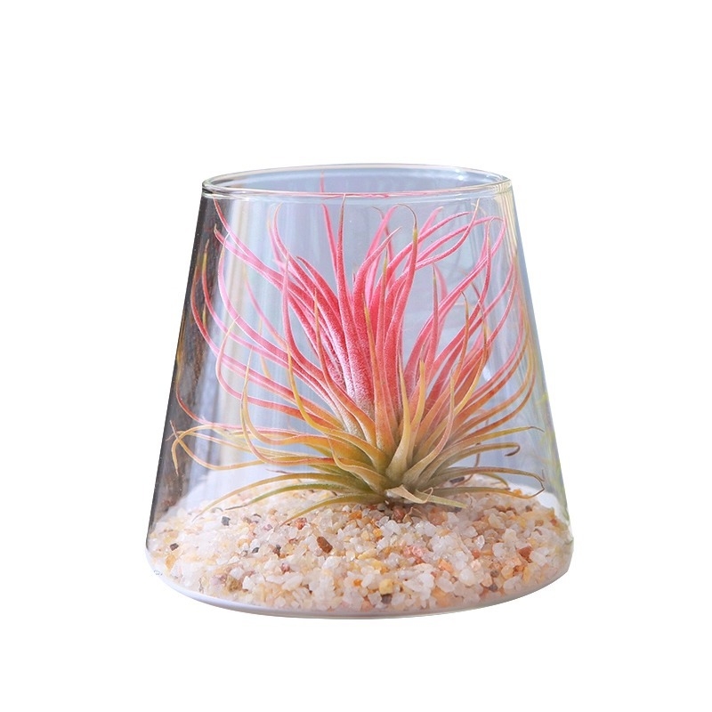 Plantă Air Pineapple – fără sol, plantă de birou, ușor de întreținut, micro peisaj minimalist modern