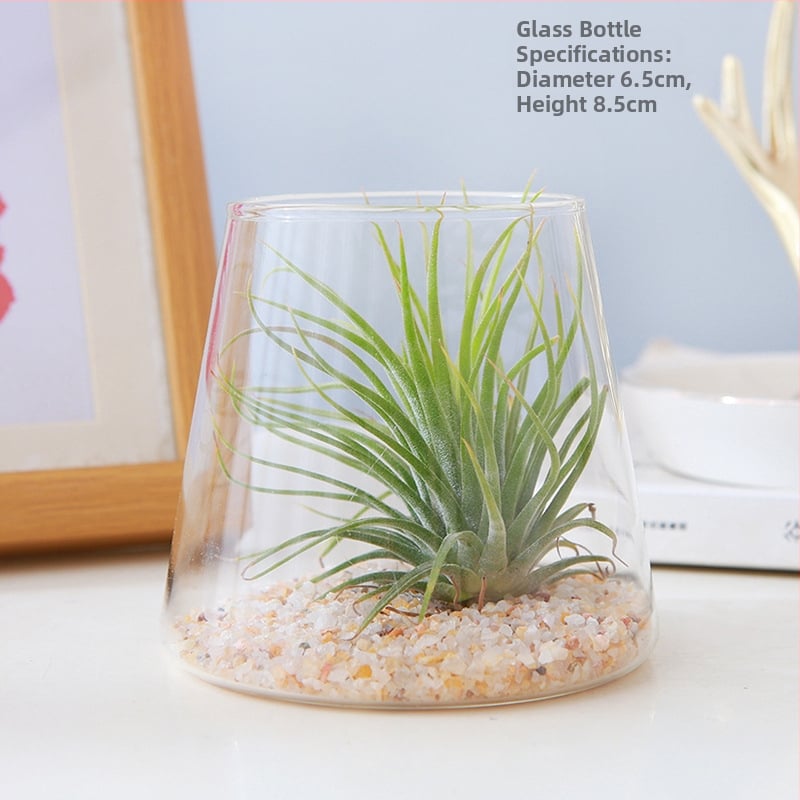 Plantă Air Pineapple – fără sol, plantă de birou, ușor de întreținut, micro peisaj minimalist modern