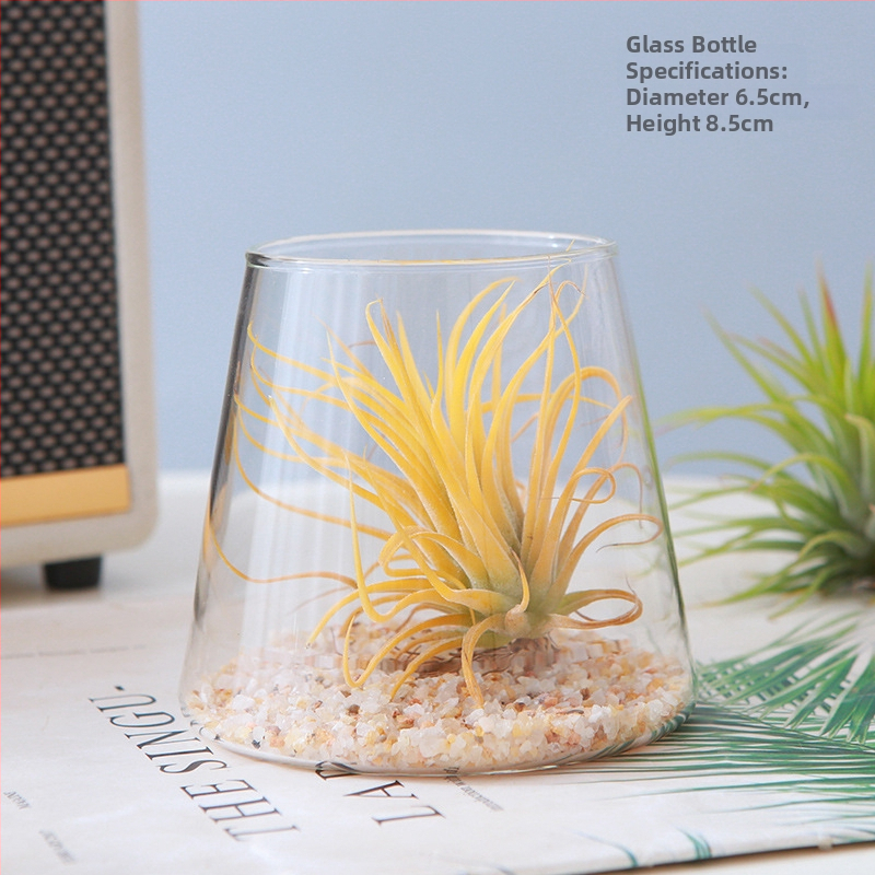 Plantă Air Pineapple – fără sol, plantă de birou, ușor de întreținut, micro peisaj minimalist modern