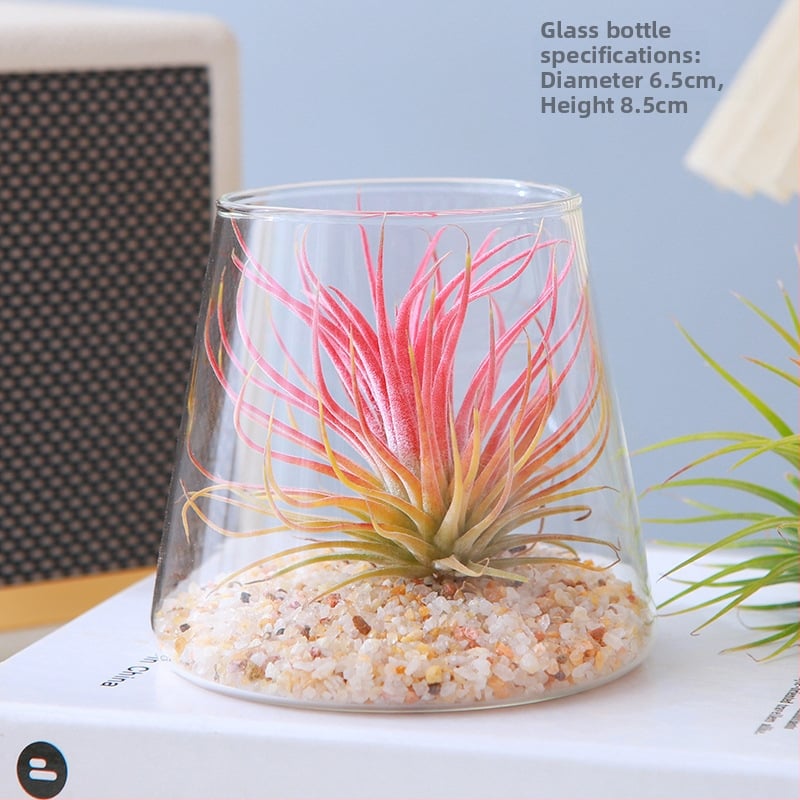 Plantă Air Pineapple – fără sol, plantă de birou, ușor de întreținut, micro peisaj minimalist modern
