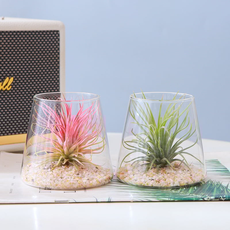 Plantă Air Pineapple – fără sol, plantă de birou, ușor de întreținut, micro peisaj minimalist modern