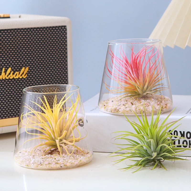 Plantă Air Pineapple – fără sol, plantă de birou, ușor de întreținut, micro peisaj minimalist modern