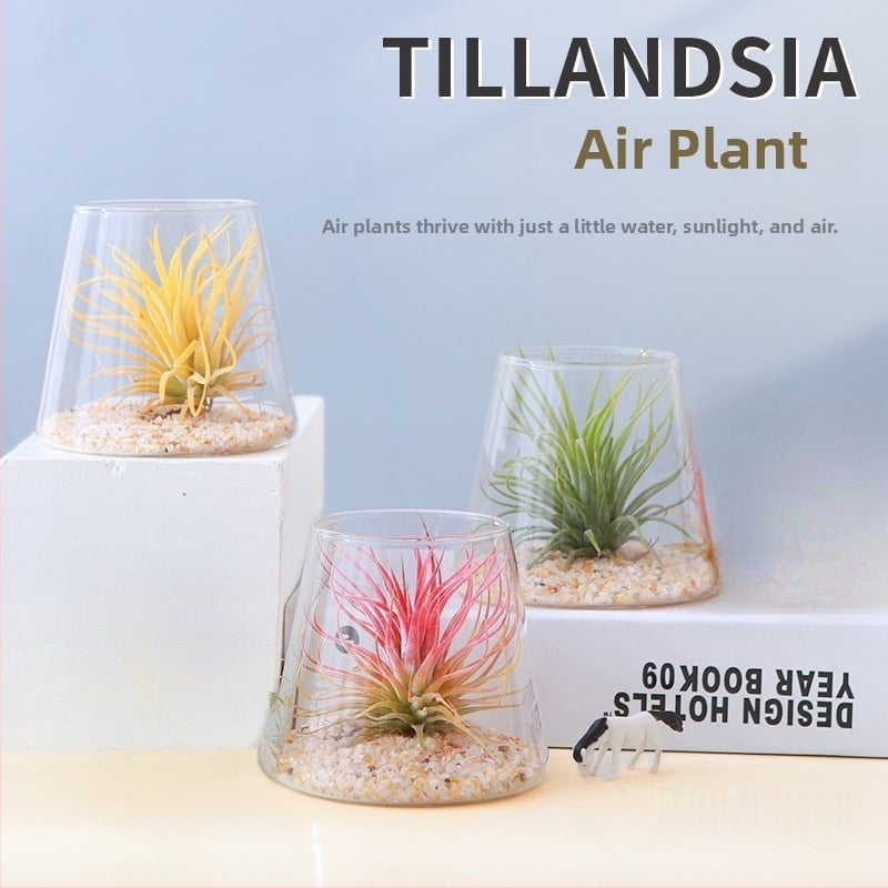 Plantă Air Pineapple – fără sol, plantă de birou, ușor de întreținut, micro peisaj minimalist modern